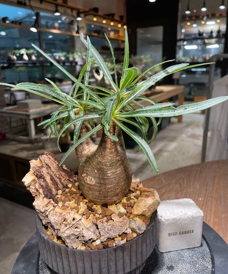 パキポディウム グラキリス　Pachypodium gracilius 　発根済　(gk-514valiem）