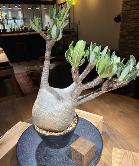 パキポディウム グラキリス　Pachypodium gracilius 　発根済　(商品番号gk-182)