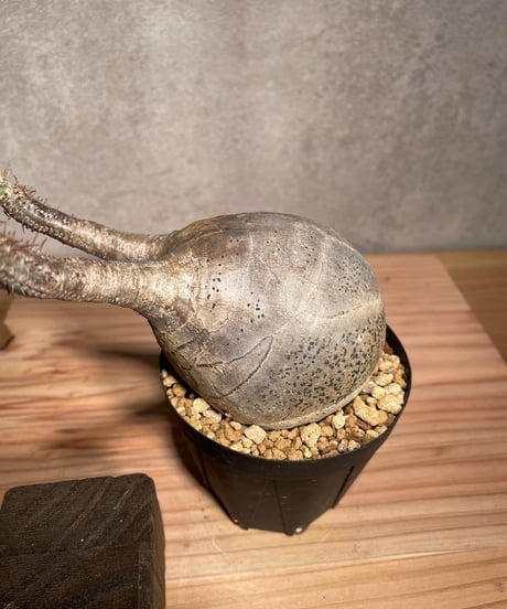 パキポディウム グラキリス　Pachypodium gracilius 　発根済　(商品番号gk-38)
