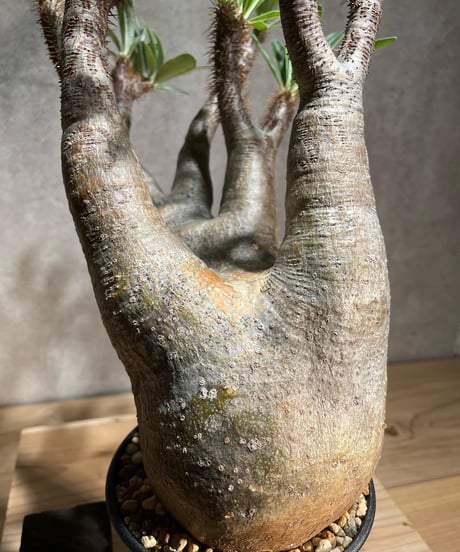 パキポディウム グラキリス　Pachypodium gracilius 　発根済　(商品番号gk-77)