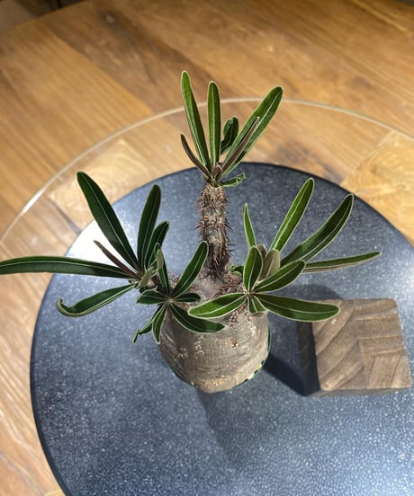 パキポディウム グラキリス　Pachypodium gracilius 　発根済　(商品番号gk-192)