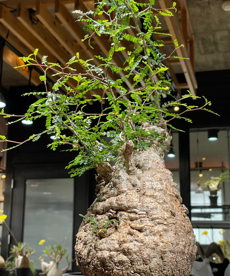 オペルクリカリア パキプス／Operculicarya pachypus 発根済 (商品番号P