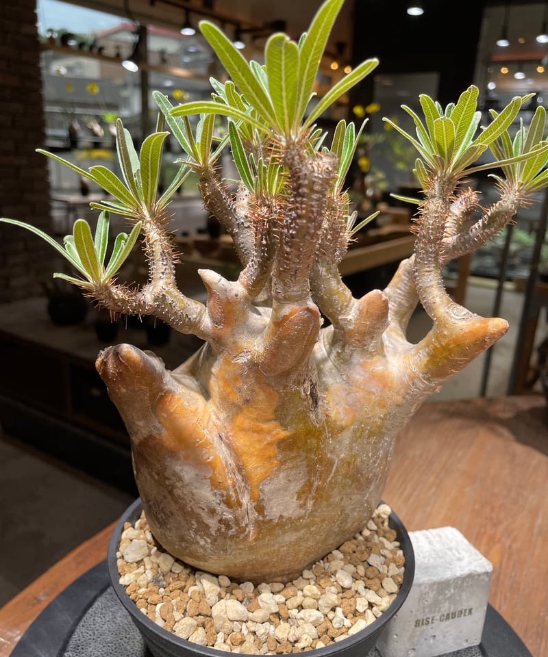 パキポディウム グラキリス Pachypodium gracilius 発根済 (gk-26