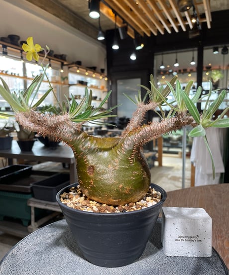 パキポディウム グラキリス　Pachypodium gracilius 　発根済　(gk-556)