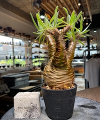 パキポディウム グラキリス 2頭 Pachypodium gracilius 発根済 (商品
