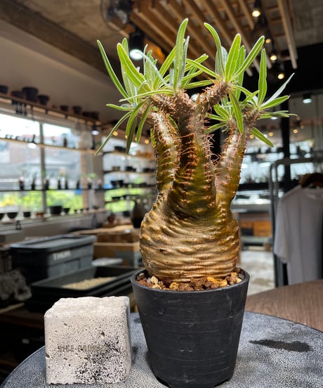 パキポディウム グラキリス　Pachypodium gracilius 　発根済　(gk-521）