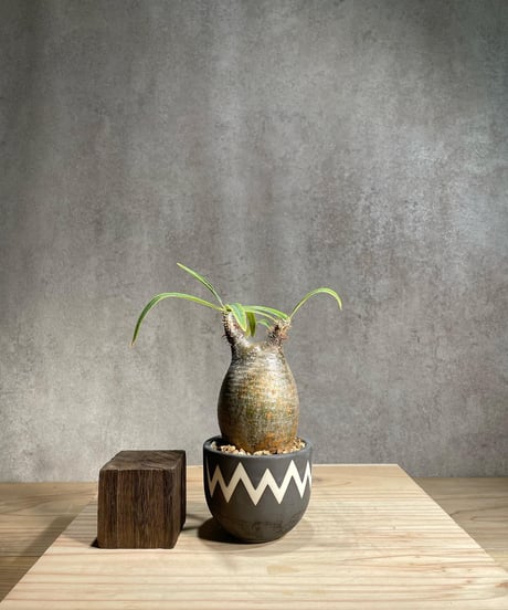 CATEGORY VALIEM鉢植込み | RISE-CAUDEX ONLINE STORE CATEGORY VALIEM鉢植込み | RISE-CAUDEX ONLINE STORE