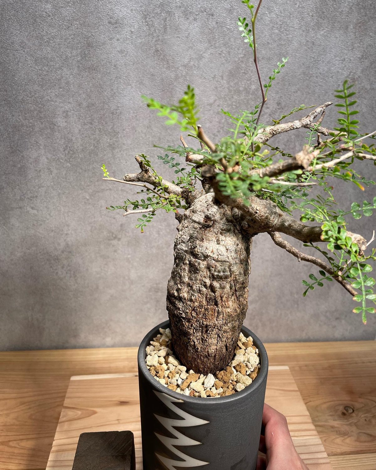 オペルクリカリア　パキプスの発根済み株 オペルクリカリア パキプス-OP38 | Supervoid Caudex