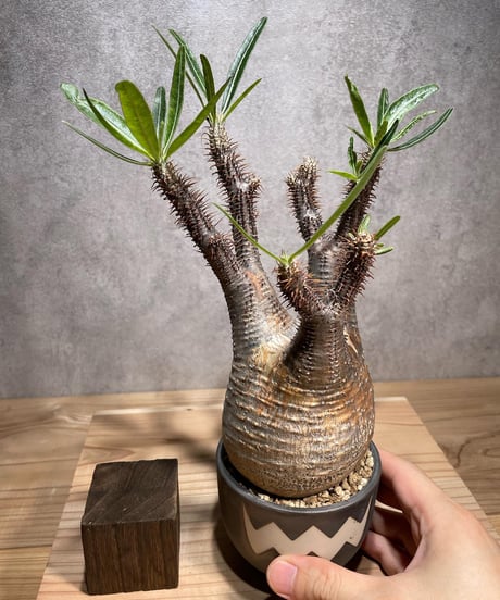 パキポディウム グラキリス　Pachypodium gracilius 　発根済　(商品番号gk-72valiem)  VALIEM 　(VALIEMタグ付き)