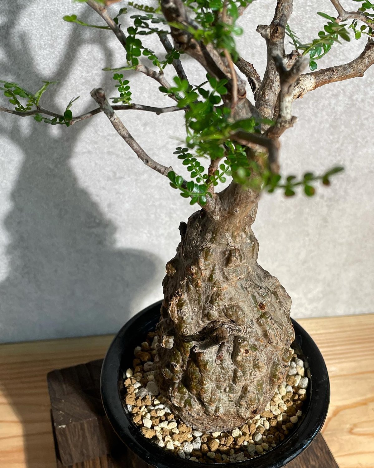 パキプス ベアルート 大株 塊根幅18センチ超 芽吹き停滞