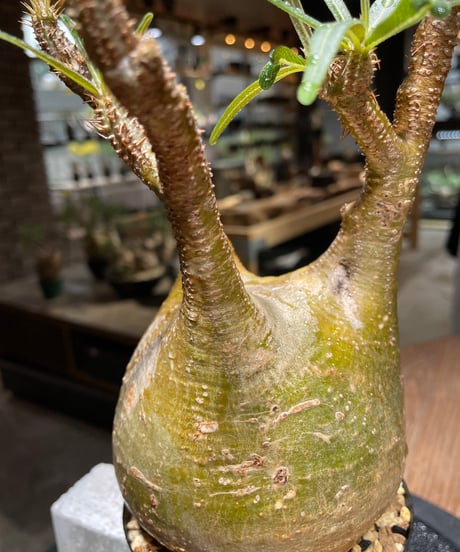 パキポディウム グラキリス　Pachypodium gracilius 　発根済　(gk-468)