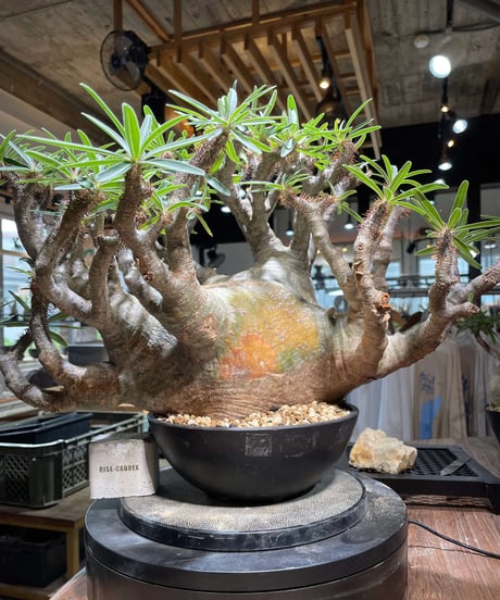 パキポディウム グラキリス　Pachypodium gracilius 　発根済　(gk-496）