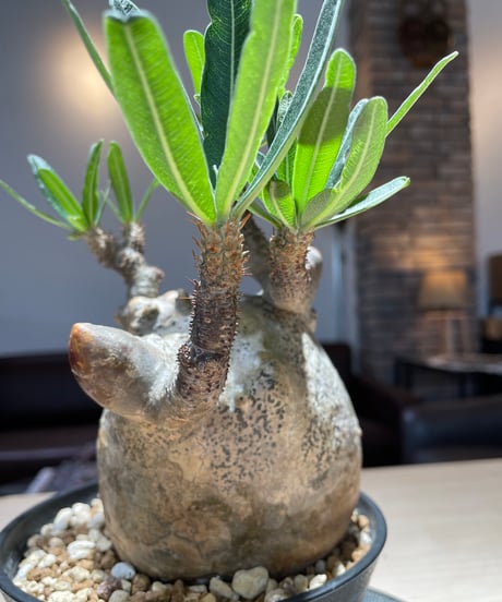 パキポディウム グラキリス　Pachypodium gracilius 　発根済　(gk-223)