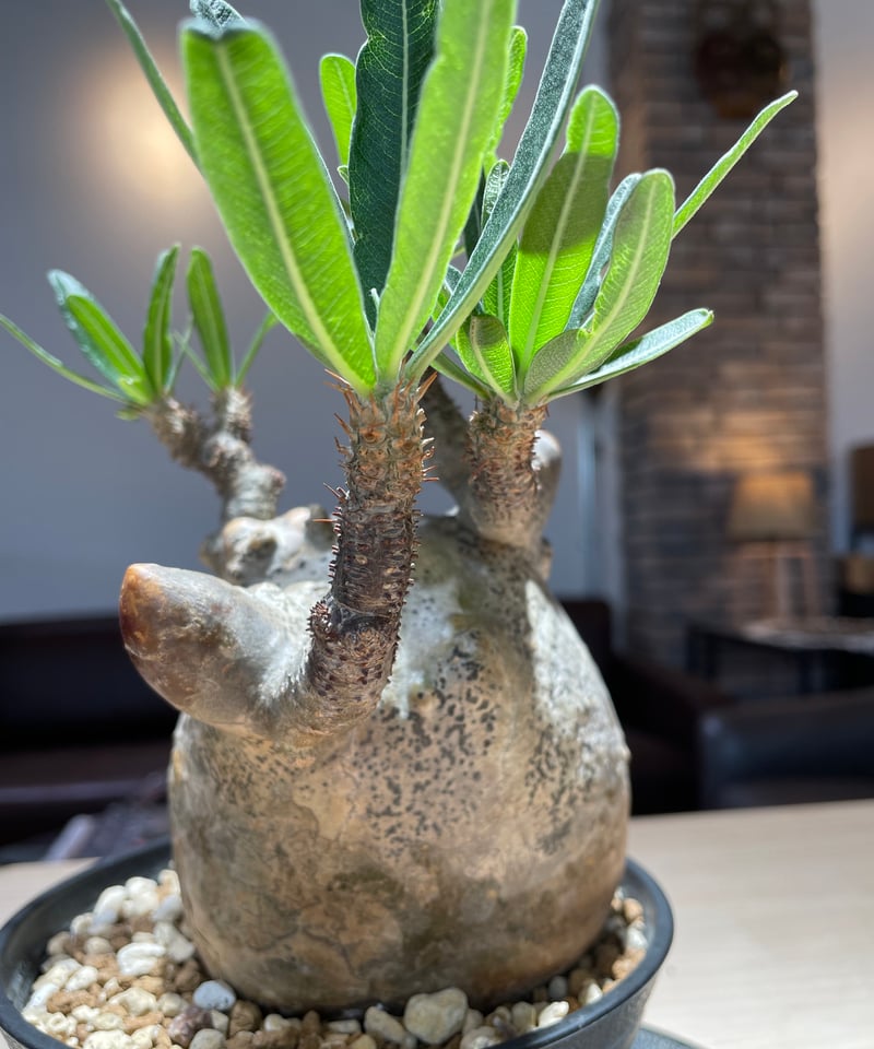 パキポディウム グラキリス Pachypodium gracilius 発根済 (gk-22