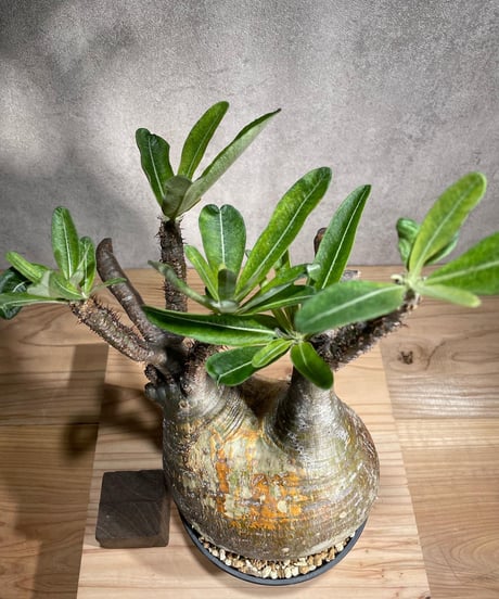 パキポディウム グラキリス　Pachypodium gracilius 　発根済　(商品番号gk-88)