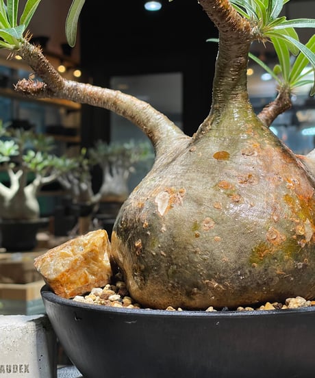 パキポディウム グラキリス　Pachypodium gracilius 　発根済　(gk-389)