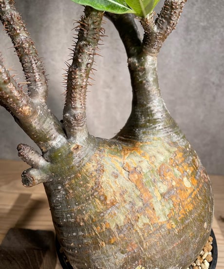 パキポディウム グラキリス　Pachypodium gracilius 　発根済　(商品番号gk-88)