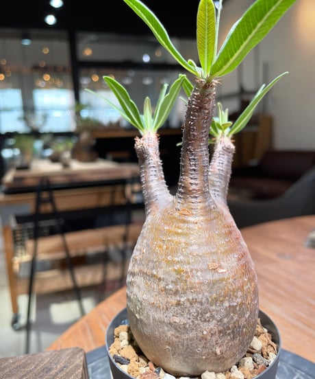 パキポディウム グラキリス　Pachypodium gracilius 　発根済　(gk-377)