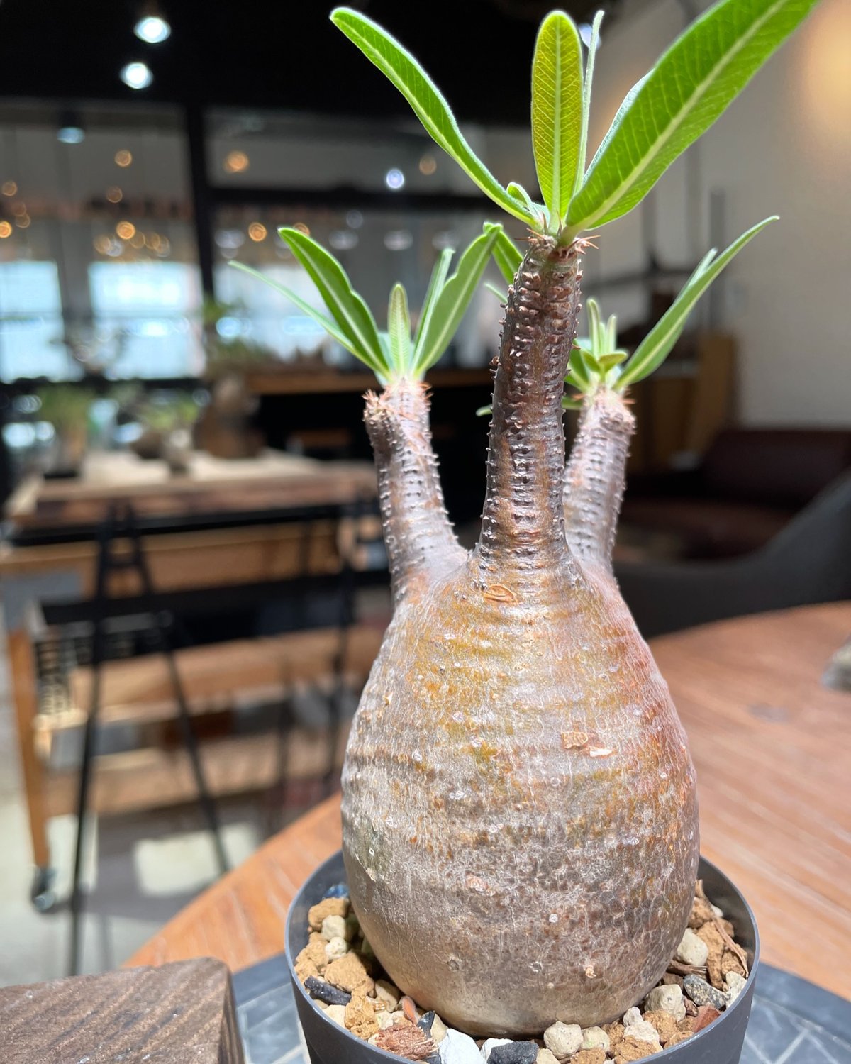 パキポディウム グラキリス Pachypodium gracilius 発根済 (gk-37