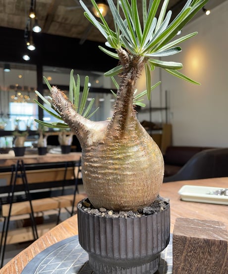 パキポディウム グラキリス　Pachypodium gracilius 　発根済　(gk-409valiem)