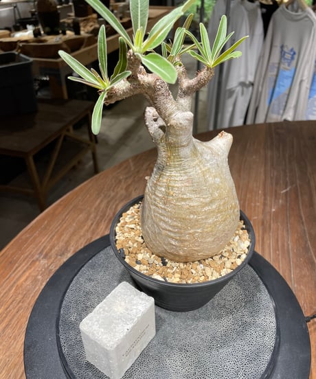 パキポディウム グラキリス　Pachypodium gracilius 　発根済　(gk-440）