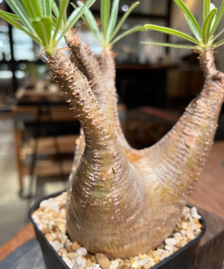 パキポディウム グラキリス　Pachypodium gracilius 　発根済　(gk-380)