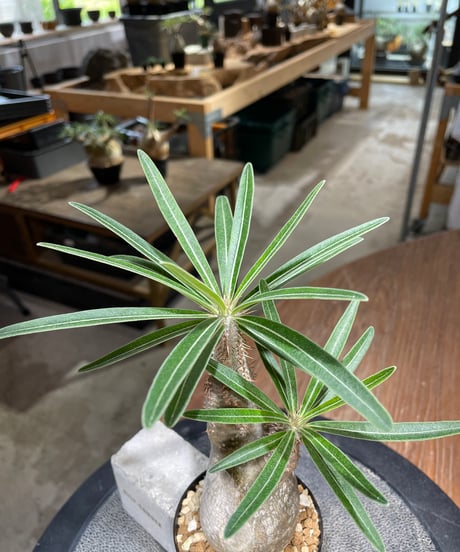 パキポディウム グラキリス　Pachypodium gracilius 　発根済　(gk-486)