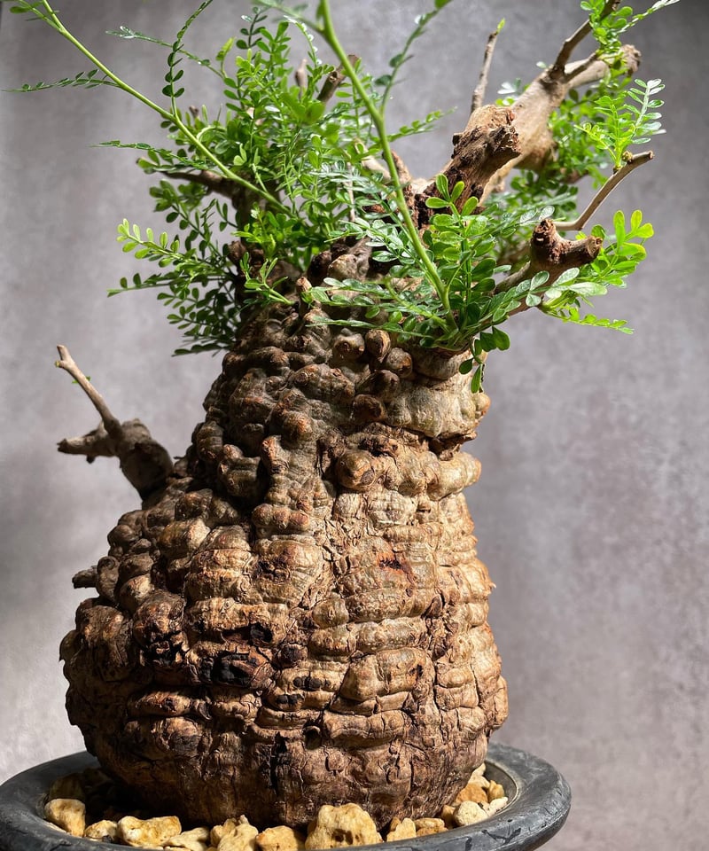 オペルクリカリア パキプス／Operculicarya pachypus 発根済 (商品番号P