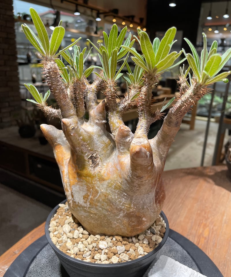 パキポディウム グラキリス Pachypodium gracilius 発根済 (gk-26