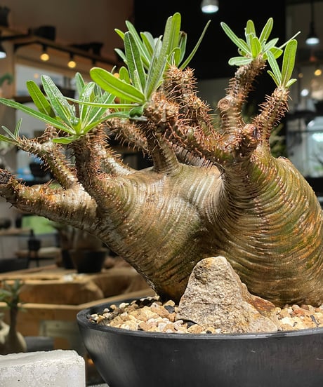 パキポディウム グラキリス　Pachypodium gracilius 　発根済　(gk-536)
