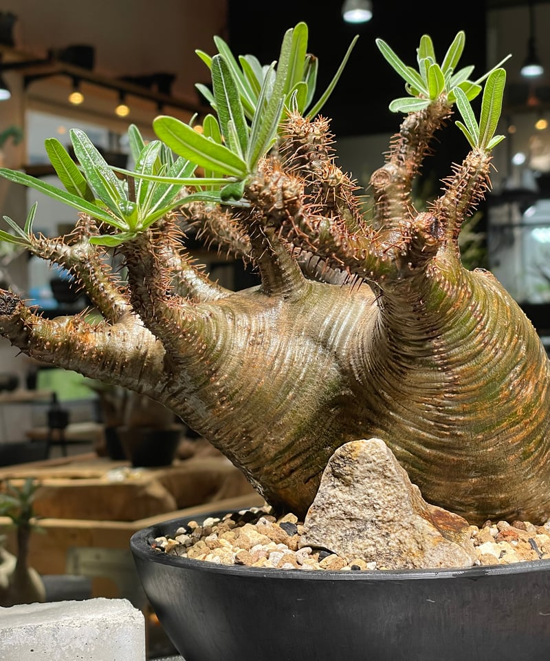 パキポディウム グラキリス Pachypodium gracilius 発根済 (gk-53