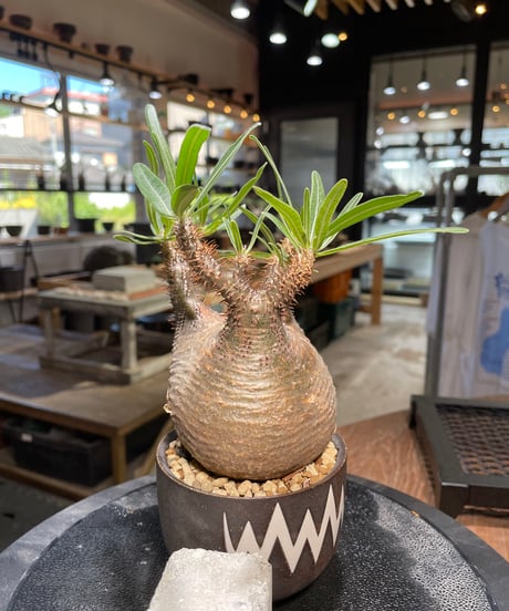 パキポディウム グラキリス　Pachypodium gracilius 　発根済　(gk-505valiem）