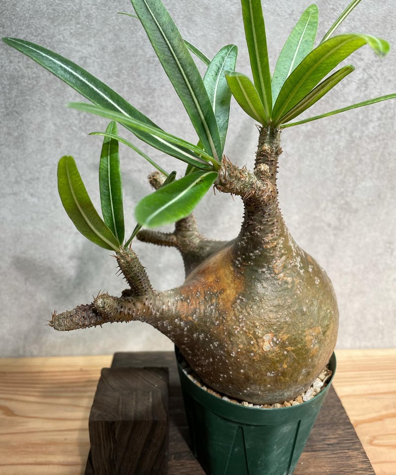 パキポディウム グラキリス Pachypodium gracilius 発根済(塊根