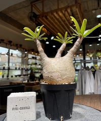 パキポディウム グラキリス　Pachypodium gracilius 　発根済　(gk-445）