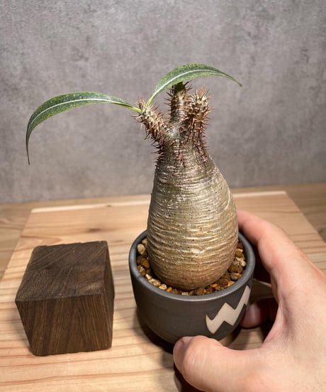 パキポディウム グラキリス　Pachypodium gracilius 　発根済　(商品番号gk-61valiem)  VALIEM 　BOWL　sizeXS　(VALIEMタグ付き)
