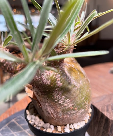 パキポディウム グラキリス　Pachypodium gracilius 　発根済　(gk-382)
