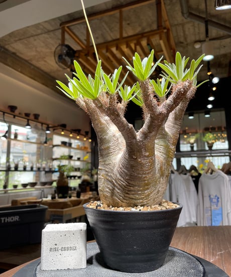 パキポディウム グラキリス　Pachypodium gracilius 　発根済　(gk-442）