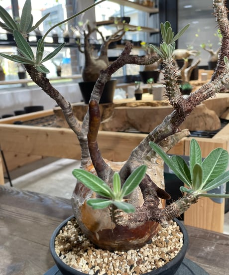 パキポディウム グラキリス　Pachypodium gracilius 　発根済　(gk-427)