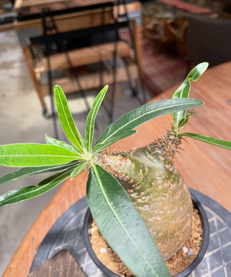 パキポディウム グラキリス　Pachypodium gracilius 　発根済　(gk-379)
