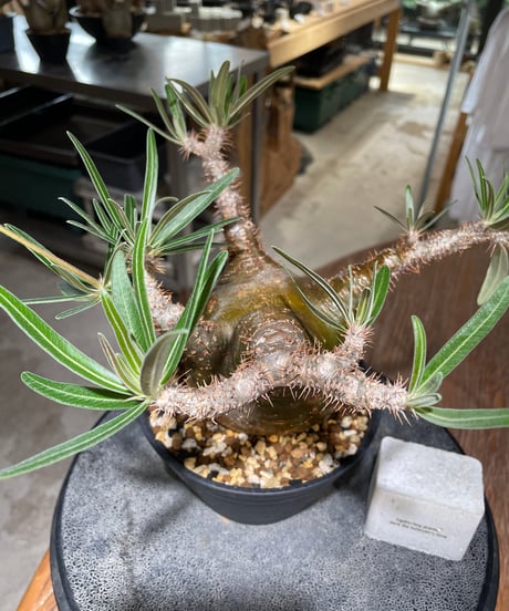パキポディウム グラキリス　Pachypodium gracilius 　発根済　(gk-556)