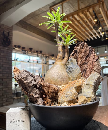 パキポディウム グラキリス　Pachypodium gracilius 　発根済　(gk-480)