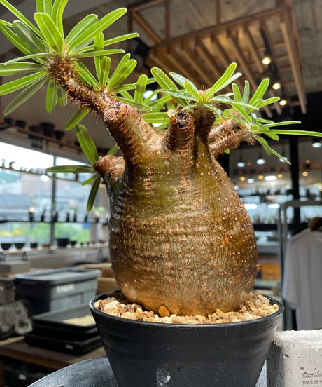 パキポディウム グラキリス　Pachypodium gracilius 　発根済　(gk-411)