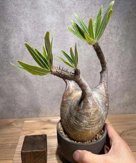 パキポディウム グラキリス　Pachypodium gracilius 　発根済　(商品番号gk-69valiem)  VALIEM 　(VALIEMタグ付き)