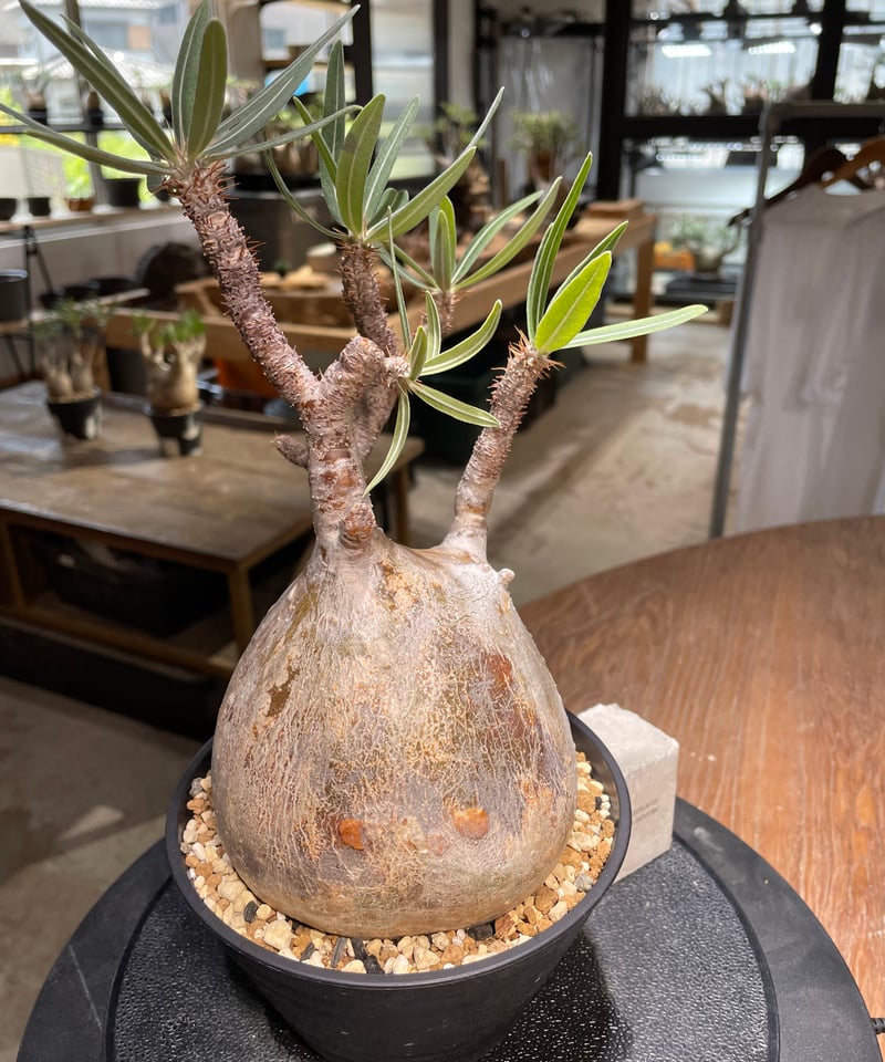 パキポディウム グラキリス Pachypodium gracilius 発根済 (gk-48