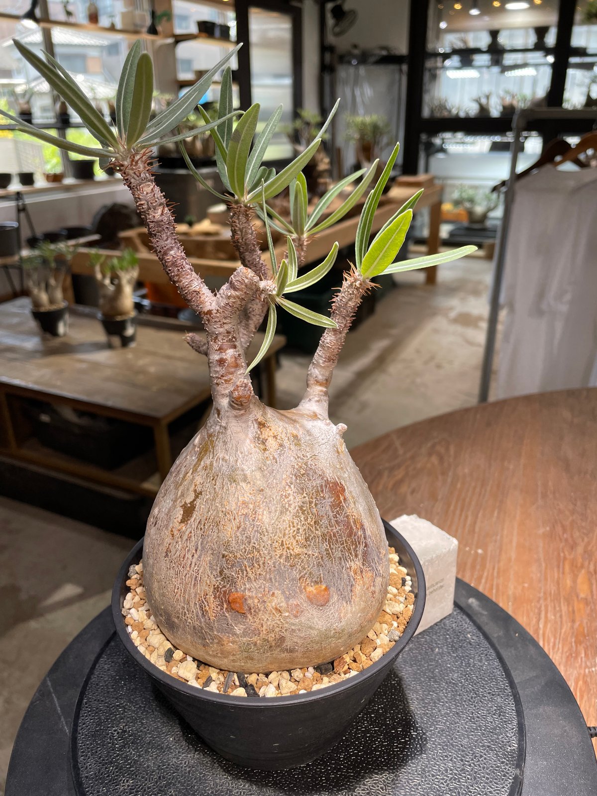 パキポディウム グラキリス Pachypodium gracilius ④ パキポディウム グラキリス Pachypodium gracilius 発根済 (gk-48