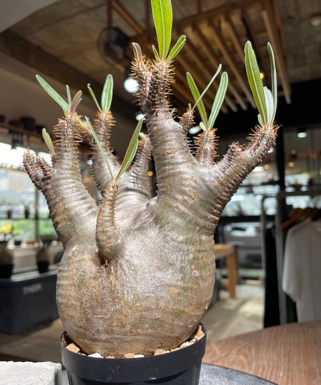 パキポディウム グラキリス　Pachypodium gracilius 　発根済　(gk-529)