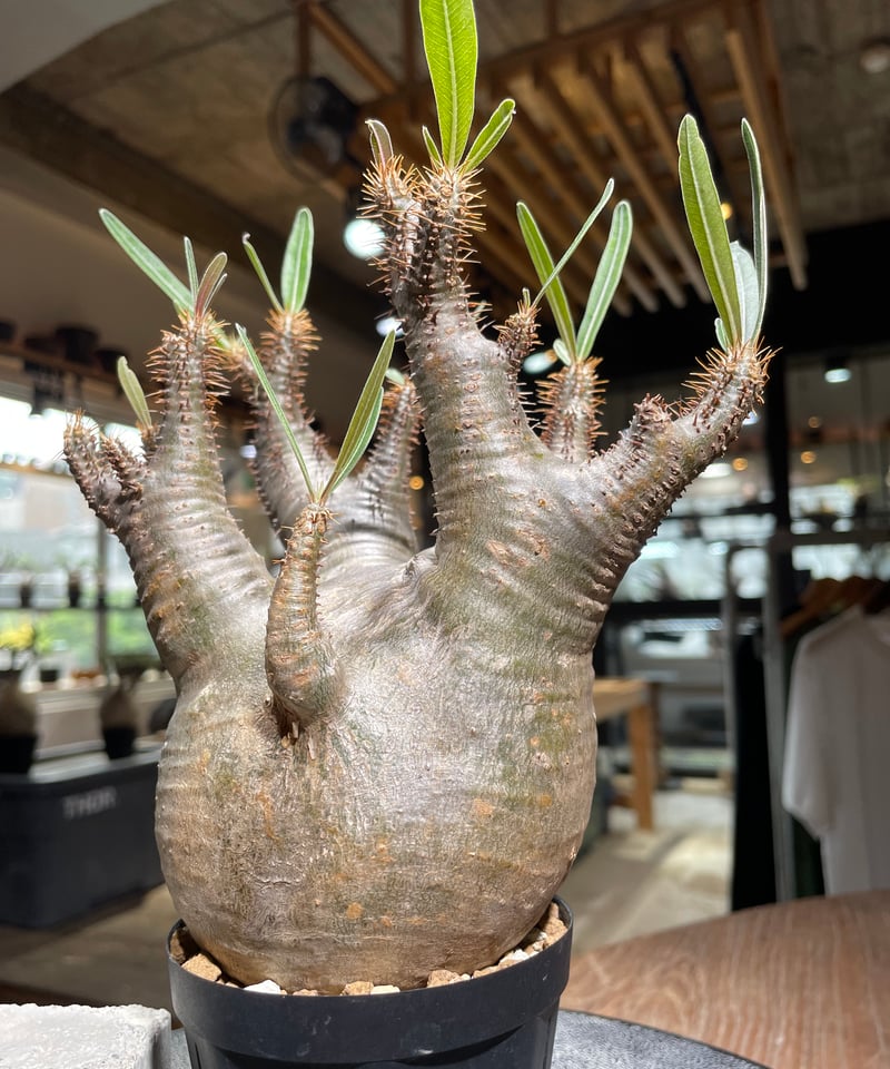 パキポディウム グラキリス ⑥ 発根済 パキポディウム グラキリス no. 6〈発根済み〉 | SPECIAL OTHER