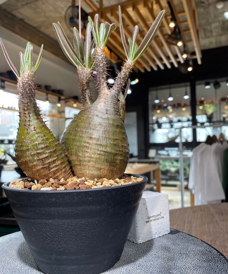 パキポディウム グラキリス　2頭　Pachypodium gracilius 　発根済　(gk-551)