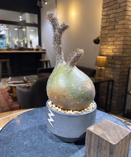 パキポディウム グラキリス　Pachypodium gracilius 　発根済　(商品番号gk-167valiem)