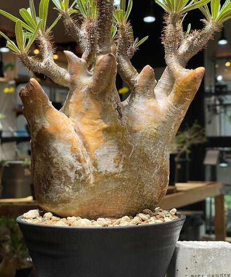 パキポディウム グラキリス　Pachypodium gracilius 　発根済　(gk-262)